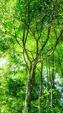 Bitki, Parfüm sektöründe Agarwood ağacı