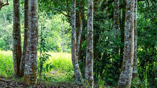 Bitki, Parfüm sektöründe Agarwood ağacı