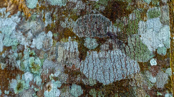 Bitki Parfüm Sektöründe Agarwood Ağacı — Stok fotoğraf