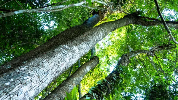 Gül ağacı ormanda