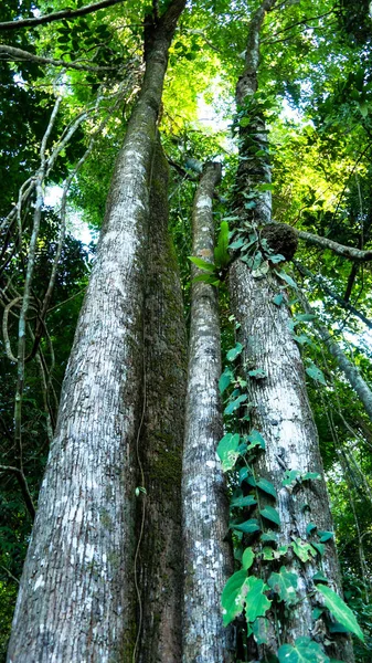 Gül ağacı ormanda