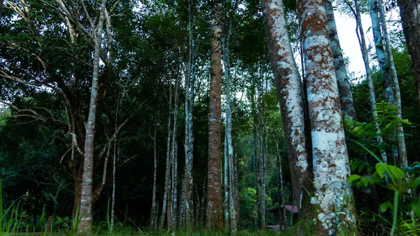 Bitki, Parfüm sektöründe Agarwood ağacı
