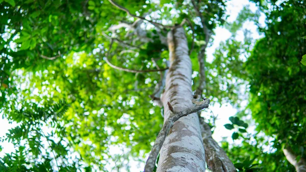 Agarwood Träd Anläggningen Parfymindustrin — Stockfoto