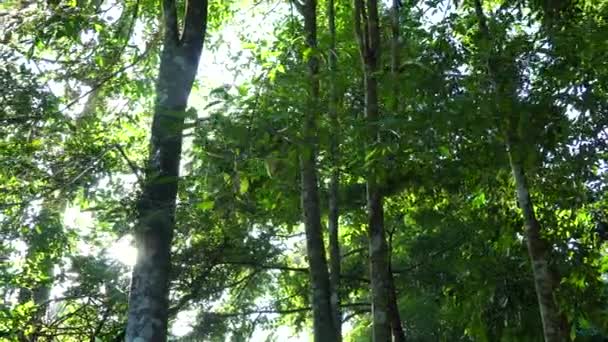 阿加伍德树在植物 香水行业 — 图库视频影像