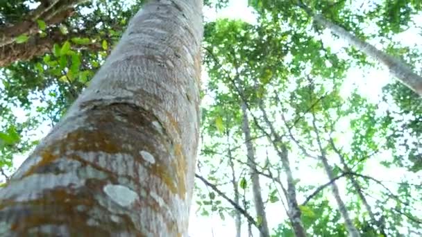 Árvore Madeira Planta Indústria Perfumes — Vídeo de Stock