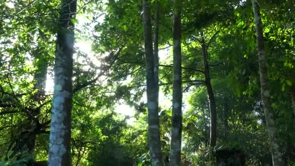 Agarwood Baum Der Pflanzen Und Parfümindustrie — Stockvideo