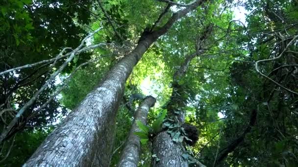 Agarwood Tree Plant Industria Dei Profumi — Video Stock