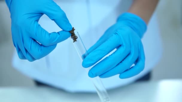 Onderzoekers Extract Hennepolie Voor Behandeling Van Kankerpatiënten — Stockvideo