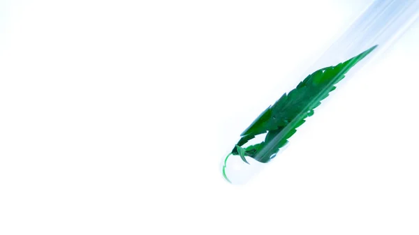 Araştırmacılar laboratuvarda kenevir yağı ayıklamak için test tüpü içine marihuana yaprakları getirdi