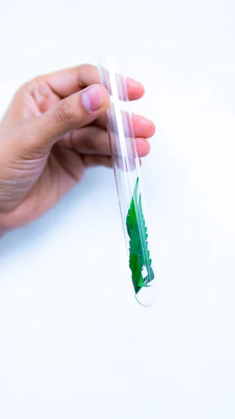 Araştırmacılar laboratuvarda kenevir yağı ayıklamak için test tüpü içine marihuana yaprakları getirdi