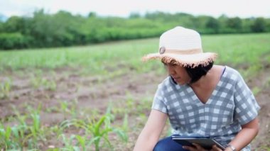 Mısır tarlasında dijital tablet kayıt verileri kullanan çiftçi kadınlar
