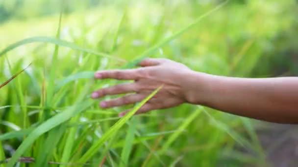 Close Hand Touching Meadow — Stock Video