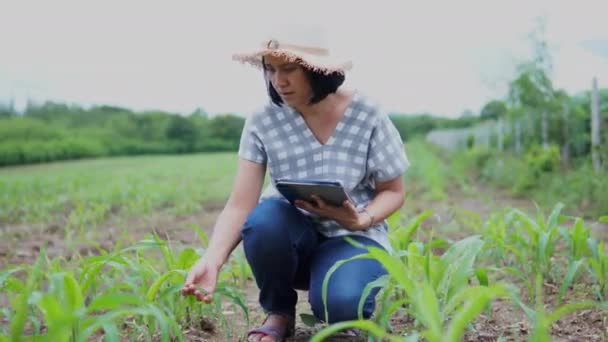 Boer Vrouwen Met Behulp Van Digitale Tablet Opnamegegevens Corn Field — Stockvideo