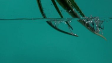 Aloe vera su yavaş hareket için dökülen