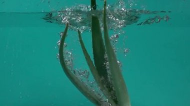 Aloe vera su yavaş hareket için dökülen