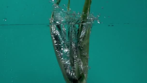 Aloe Vera Pouring Water Slow Motion — Stock Video