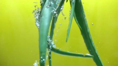 Su yavaş hareket dökme taze aloe vera