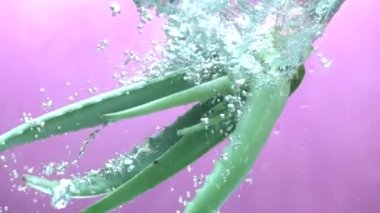 Su yavaş hareket dökme taze aloe vera