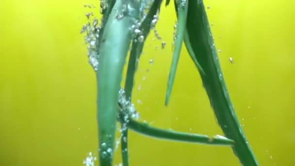 Frische Aloe Vera Zeitlupe Wasser Gießen — Stockvideo