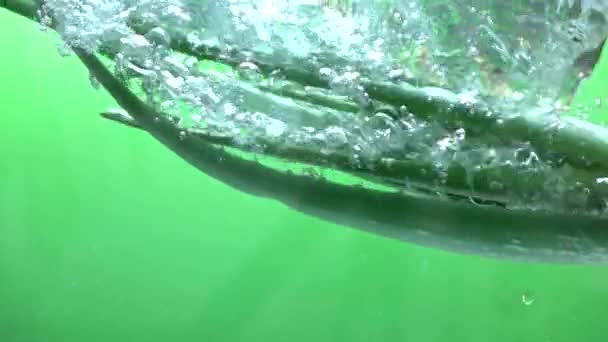 水のスローモーションに注ぐ新鮮なアロエベラ — ストック動画