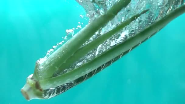 Φρέσκια Αλόη Βέρα Που Ρίχνει Στο Νερό Αργή Κίνηση — Αρχείο Βίντεο