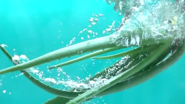 Čerstvý Aloe se nalévá na vodu pomalý pohyb
