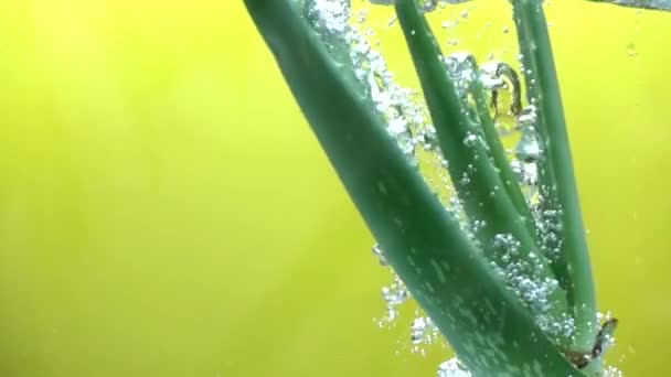 Aloe Vera Fresco Derramando Para Água Câmera Lenta — Vídeo de Stock