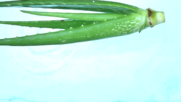 Frische Aloe Vera Zeitlupe Wasser Gießen — Stockvideo