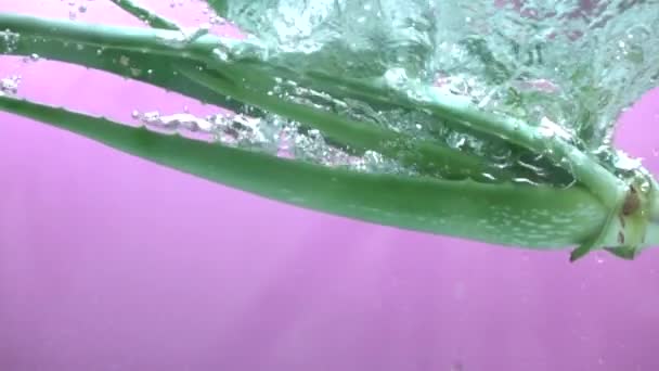 Aloe Vera Fresco Derramando Para Água Câmera Lenta — Vídeo de Stock