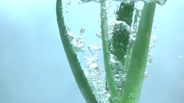 水のスローモーションに注ぐ新鮮なアロエベラ — ストック動画
