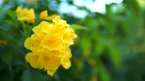 自然の中で美しい黄色の長老の花 — ストック動画