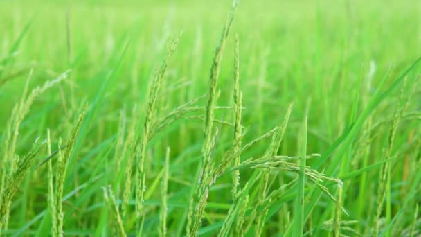 Green Jasmine Rice Field — Stock Video