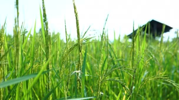 Green Jasmine Rice Field — Stock Video