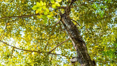 Doğada güllük gülistanlık bir ağaç
