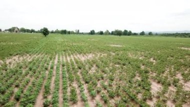 Cassava tarlasının havadan görünüşü 