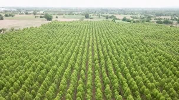 Vista Aérea Planta Eucalipto Industria Papelera — Vídeos de Stock