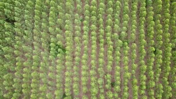 Kağıt Endüstrisindeki Okaliptüs Bitkisinin Havadan Görünüşü — Stok video