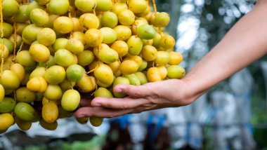 Tomurcukları birbirine bitişik,