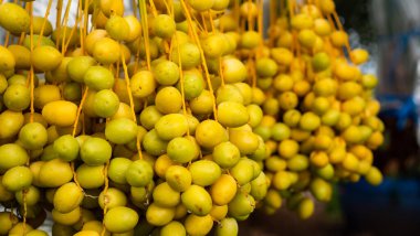 Tomurcukları birbirine bitişik,