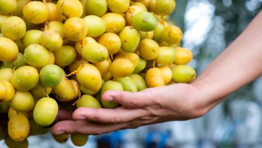Tomurcukları birbirine bitişik,