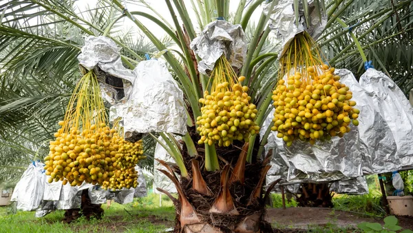 Fruits Palmier Dattier Sur Arbre Dans Plante — Photo