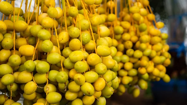 Tomurcukları birbirine bitişik,