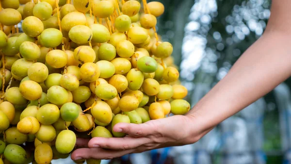 Fruits Palmier Dattier Sur Arbre Dans Plante — Photo