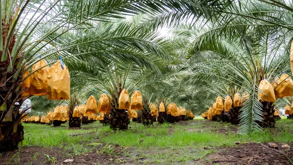 Fruits Palmier Dattier Sur Arbre Dans Plante — Photo