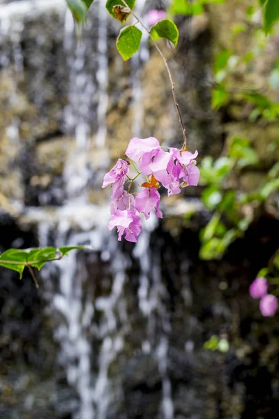 tropikal pembe çiçek şelale bir arka plan üzerinde