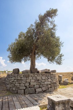 Antik kentin içinde zeytin ağacının yakın çekim