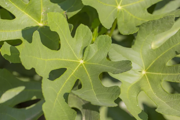 tropikal bitki yaprağı arka plan