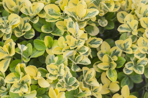 Güney bitkisinin sarı-yeşil yapraklarından.