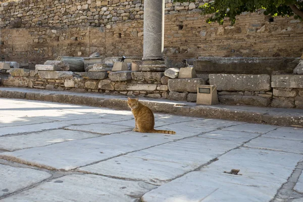 Red cat on the street of the ancient city of Ephesus.