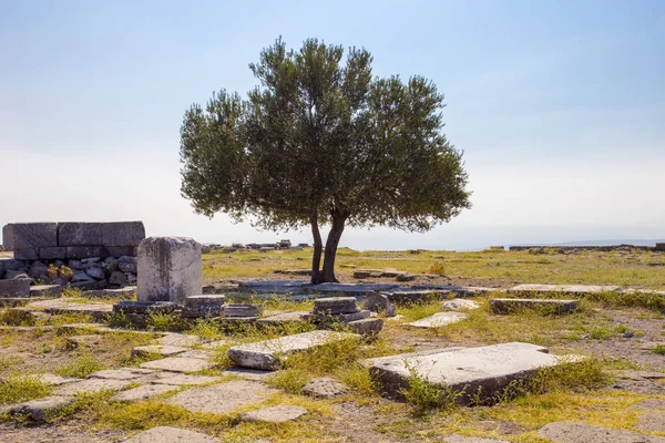 Μεγάλη Προβολή Της Ελιάς Στα Ερείπια Της Αρχαίας Πόλης Ενάντια — Φωτογραφία Αρχείου